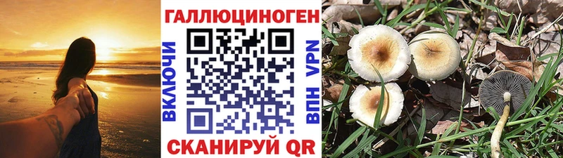 Псилоцибиновые грибы Psilocybe  Дорогобуж 